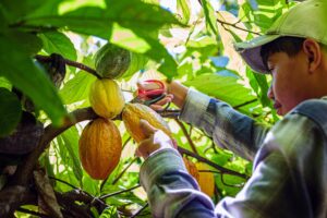 Building Reliable Cocoa Supply Chains in a Volatile Global Market