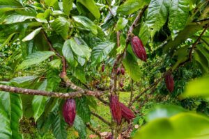 Kerala Cocoa: India’s Quiet Revolution in Fine Flavor Farming