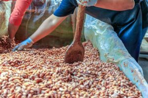 Why Is Cocoa So Expensive in 2026? The Real Story Behind the Price Surge