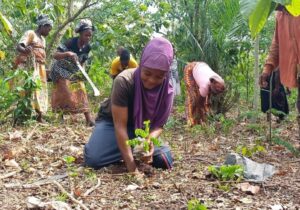The Future of Cocoa Farming: Can the Industry Survive the Next Decade?